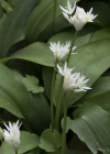 Einzelbild 5 Bärlauch - Allium ursinum