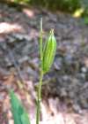 Einzelbild 6 Langblättriges Waldvögelein - Cephalanthera longifolia