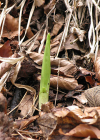 Einzelbild 7 Langblättriges Waldvögelein - Cephalanthera longifolia