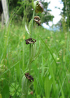 Einzelbild 8 Gewöhnliche Hummel-Ragwurz - Ophrys holosericea subsp. holosericea