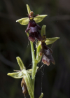 Einzelbild 4 Fliegen-Ragwurz - Ophrys insectifera