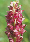 Einzelbild 6 Wanzen-Knabenkraut - Orchis coriophora