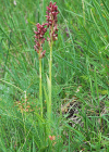 Einzelbild 7 Wanzen-Knabenkraut - Orchis coriophora