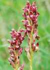 Einzelbild 8 Wanzen-Knabenkraut - Orchis coriophora