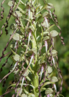 Einzelbild 7 Bocks-Riemenzunge - Himantoglossum hircinum