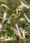 Einzelbild 8 Bocks-Riemenzunge - Himantoglossum hircinum