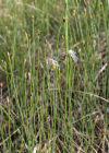 Einzelbild 6 Alpen-Haarbinse - Trichophorum alpinum