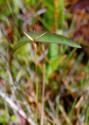 Einzelbild 7 Wenigblütige Segge - Carex pauciflora