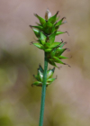 Einzelbild 6 Stachel-Segge - Carex muricata aggr.