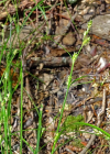 Einzelbild 5 Lockerährige Segge - Carex remota