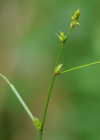 Einzelbild 6 Lockerährige Segge - Carex remota