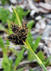 Einzelbild 4 Kleine Trauer-Segge - Carex parviflora