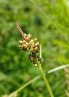 Einzelbild 4 Pillen-Segge - Carex pilulifera