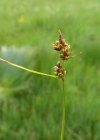 Einzelbild 5 Pillen-Segge - Carex pilulifera