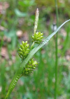 Einzelbild 5 Bleiche Segge - Carex pallescens