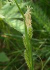 Einzelbild 6 Bleiche Segge - Carex pallescens