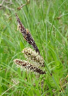 Einzelbild 3 Schlaffe Segge - Carex flacca