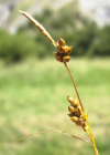 Einzelbild 3 Glanz-Segge - Carex liparocarpos