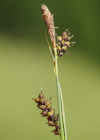 Einzelbild 5 Hirsen-Segge - Carex panicea