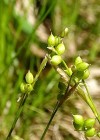 Einzelbild 5 Weisse Segge - Carex alba