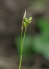 Einzelbild 7 Weisse Segge - Carex alba