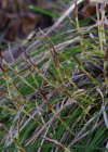 Einzelbild 7 Niedrige Segge - Carex humilis