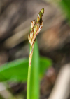 Einzelbild 4 Vogelfuss-Segge - Carex ornithopoda