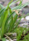Einzelbild 5 Vogelfuss-Segge - Carex ornithopoda