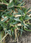 Einzelbild 8 Polster-Segge - Carex firma