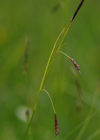 Einzelbild 5 Rost-Segge - Carex ferruginea