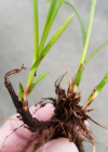 Einzelbild 6 Rost-Segge - Carex ferruginea