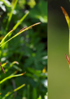 Einzelbild 7 Rost-Segge - Carex ferruginea