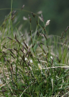 Einzelbild 8 Rost-Segge - Carex ferruginea