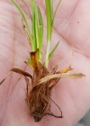 Einzelbild 4 Immergrüne Segge - Carex sempervirens