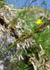 Einzelbild 7 Immergrüne Segge - Carex sempervirens
