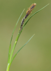 Einzelbild 6 Eis-Segge - Carex frigida