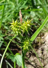 Einzelbild 4 Gewöhnliche Gelbe Segge - Carex flava