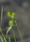 Einzelbild 5 Gewöhnliche Gelbe Segge - Carex flava