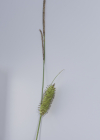 Einzelbild 5 Schnabel-Segge - Carex rostrata
