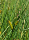 Einzelbild 5 Schnabel-Segge - Carex rostrata