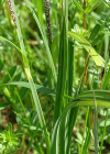 Einzelbild 4 Scharfkantige Segge - Carex acutiformis