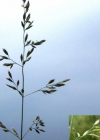 Einzelbild 4 Rohr-Schwingel - Festuca arundinacea