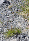 Einzelbild 6 Niedriger Schwingel - Festuca quadriflora