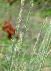 Einzelbild 4 Walliser Schwingel - Festuca valesiaca