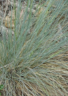 Einzelbild 6 Walliser Schwingel - Festuca valesiaca