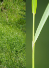 Einzelbild 7 Berg-Reitgras - Calamagrostis varia