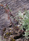 Einzelbild 3 Nordischer Beifuss - Artemisia borealis