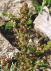 Einzelbild 4 Nordischer Beifuss - Artemisia borealis