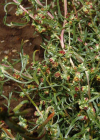 Einzelbild 5 Nordischer Beifuss - Artemisia borealis
