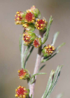 Einzelbild 6 Nordischer Beifuss - Artemisia borealis